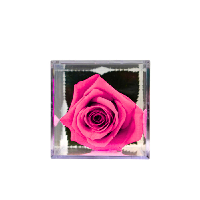 Forever Rose